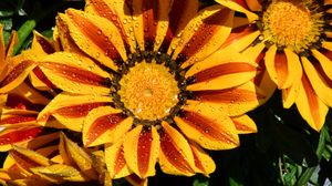 Preview wallpaper gazania, petals, flower, drops, water