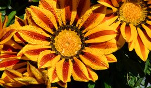 Preview wallpaper gazania, petals, flower, drops, water