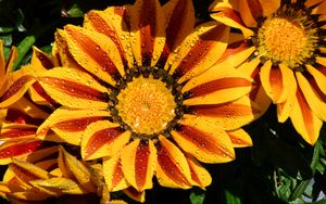 Preview wallpaper gazania, petals, flower, drops, water