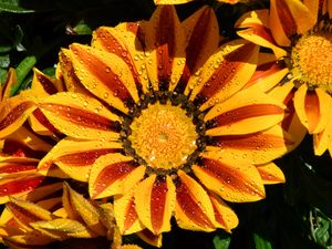 Preview wallpaper gazania, petals, flower, drops, water