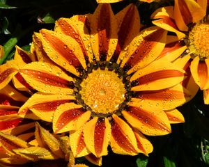 Preview wallpaper gazania, petals, flower, drops, water