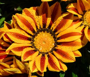 Preview wallpaper gazania, petals, flower, drops, water