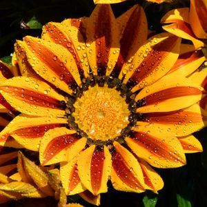 Preview wallpaper gazania, petals, flower, drops, water