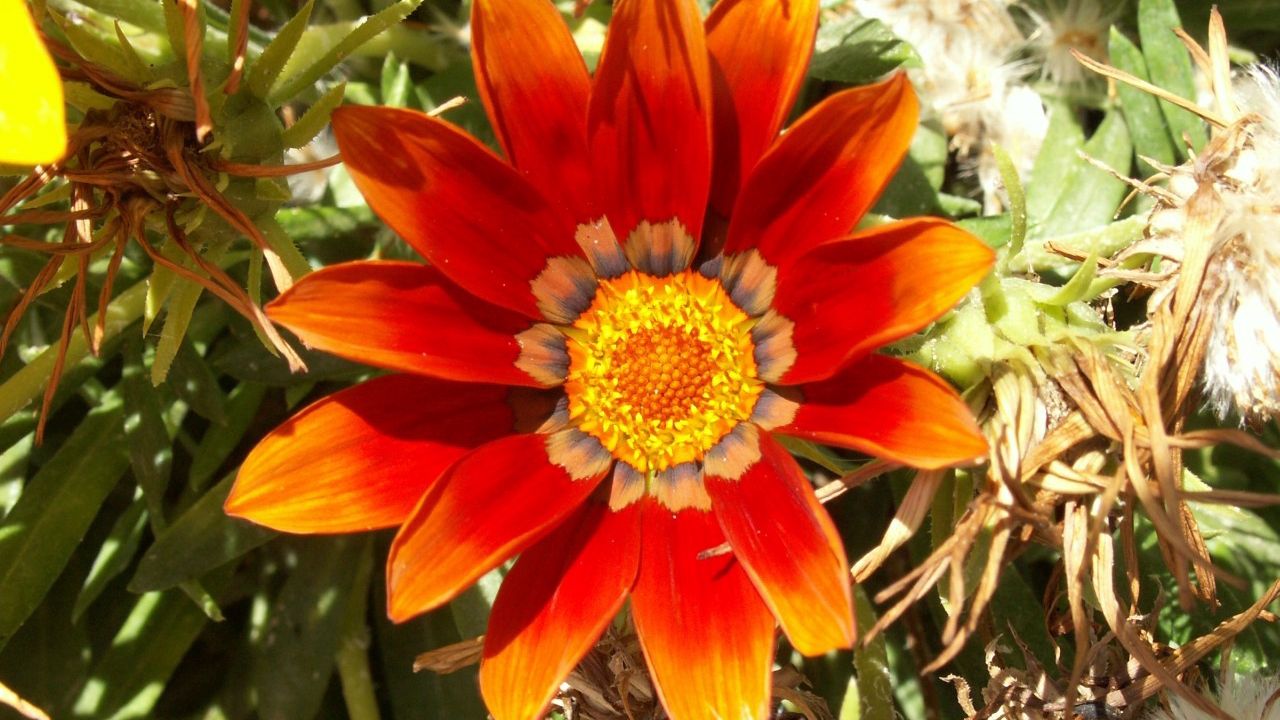 Wallpaper gazaniya, flower, bright, green, close-up