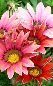 Preview wallpaper gazaniya, flowers, petals, herbs, close-up