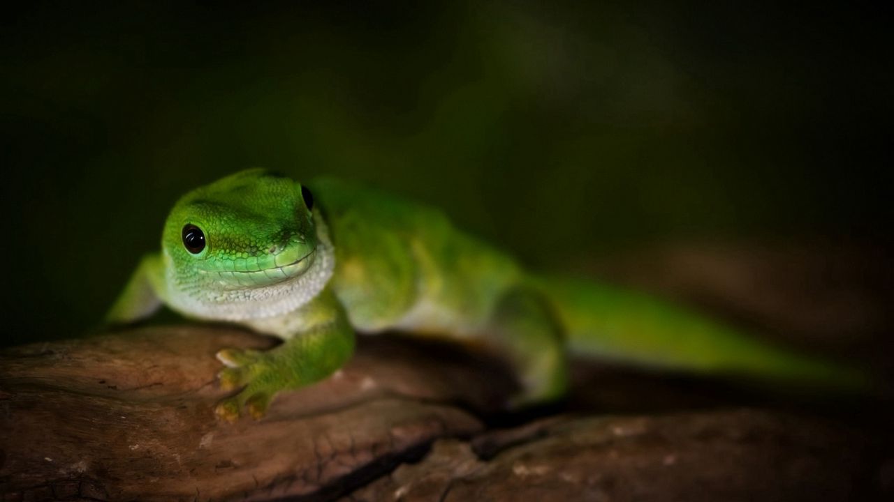 Wallpaper gecko, day, madagascar, lizard, macro, tree, green