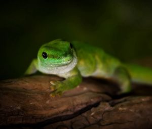Preview wallpaper gecko, day, madagascar, lizard, macro, tree, green
