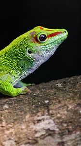 Preview wallpaper gecko, green, lizard, reptile, wildlife