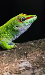 Preview wallpaper gecko, green, lizard, reptile, wildlife