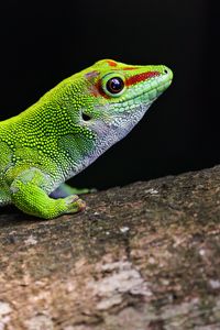 Preview wallpaper gecko, green, lizard, reptile, wildlife