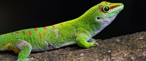 Preview wallpaper gecko, green, lizard, reptile, wildlife