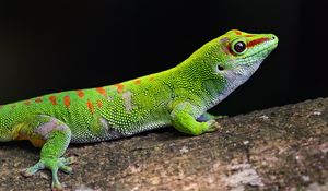 Preview wallpaper gecko, green, lizard, reptile, wildlife