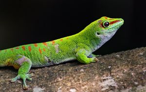 Preview wallpaper gecko, green, lizard, reptile, wildlife