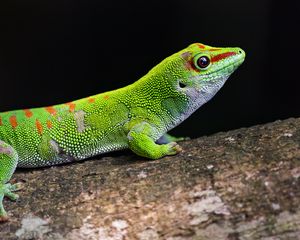 Preview wallpaper gecko, green, lizard, reptile, wildlife