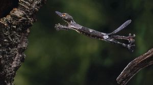 Preview wallpaper gecko, jump, branch, tree