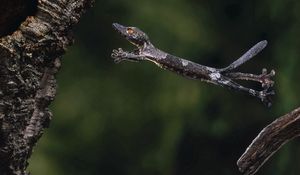 Preview wallpaper gecko, jump, branch, tree