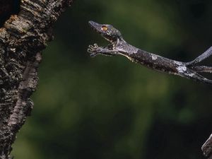 Preview wallpaper gecko, jump, branch, tree