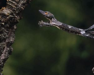 Preview wallpaper gecko, jump, branch, tree