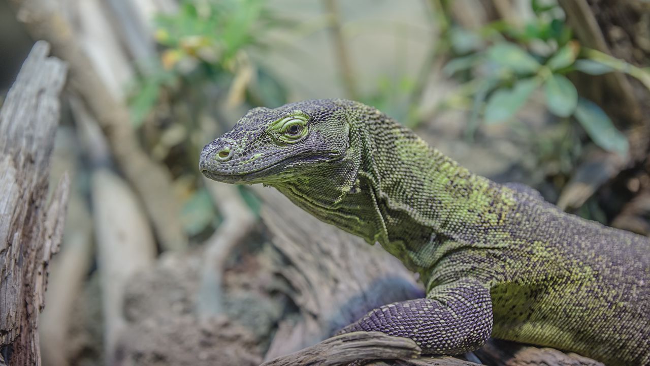 Wallpaper gecko, lizard, face