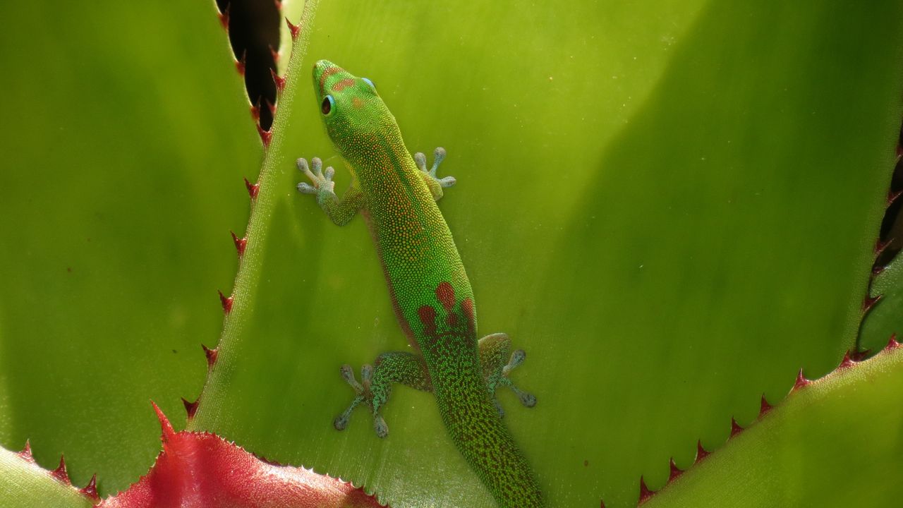 Wallpaper gecko, lizard, green, reptile