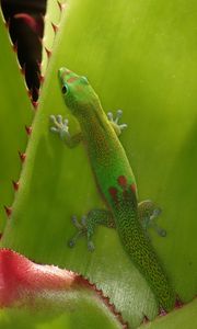 Preview wallpaper gecko, lizard, green, reptile