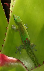 Preview wallpaper gecko, lizard, green, reptile