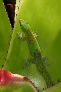 Preview wallpaper gecko, lizard, green, reptile