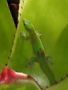 Preview wallpaper gecko, lizard, green, reptile