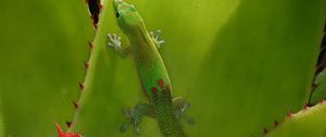 Preview wallpaper gecko, lizard, green, reptile