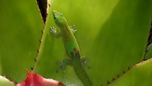 Preview wallpaper gecko, lizard, green, reptile