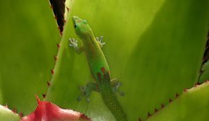 Preview wallpaper gecko, lizard, green, reptile