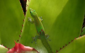 Preview wallpaper gecko, lizard, green, reptile