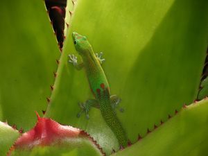 Preview wallpaper gecko, lizard, green, reptile