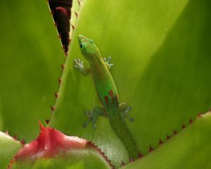 Preview wallpaper gecko, lizard, green, reptile