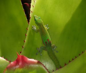 Preview wallpaper gecko, lizard, green, reptile