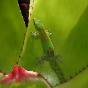 Preview wallpaper gecko, lizard, green, reptile