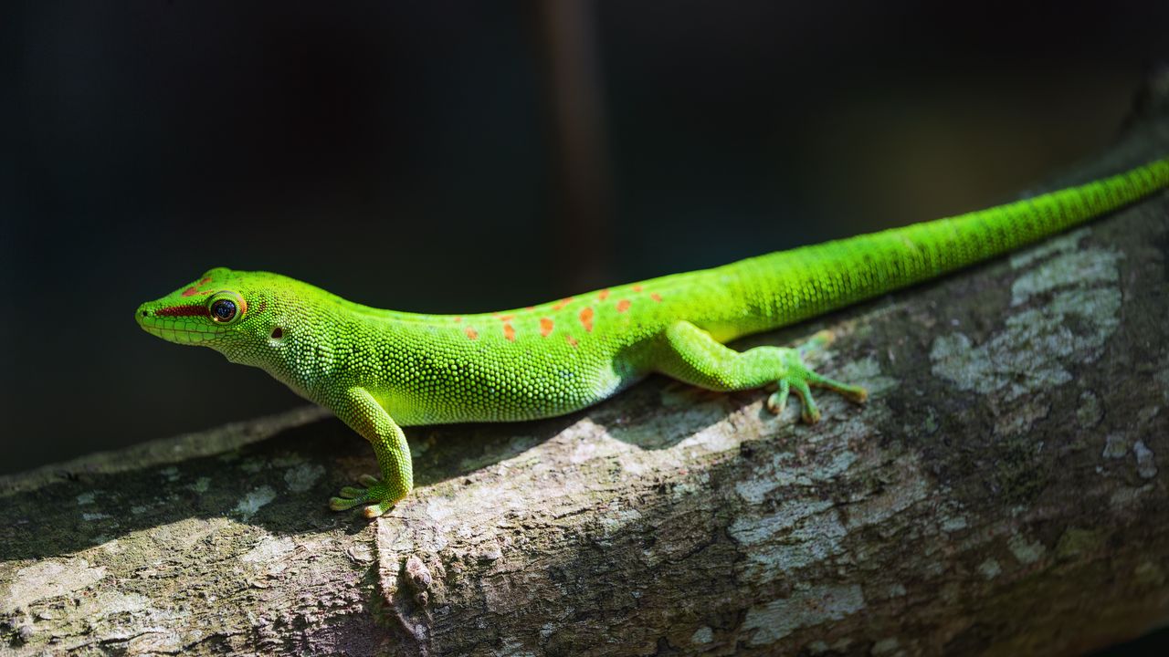 Wallpaper gecko, lizard, reptile, log, green
