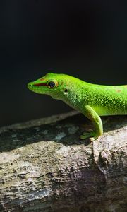 Preview wallpaper gecko, lizard, reptile, log, green