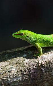 Preview wallpaper gecko, lizard, reptile, log, green