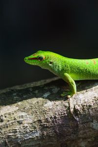 Preview wallpaper gecko, lizard, reptile, log, green