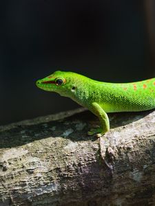 Preview wallpaper gecko, lizard, reptile, log, green