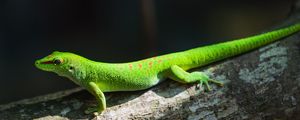 Preview wallpaper gecko, lizard, reptile, log, green