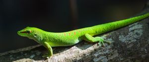Preview wallpaper gecko, lizard, reptile, log, green