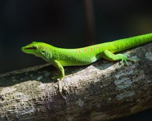 Preview wallpaper gecko, lizard, reptile, log, green