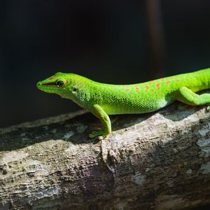 Preview wallpaper gecko, lizard, reptile, log, green