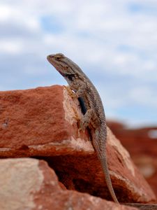 Preview wallpaper gecko, lizard, reptile, rocks