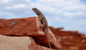 Preview wallpaper gecko, lizard, reptile, rocks