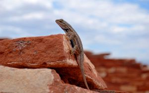 Preview wallpaper gecko, lizard, reptile, rocks