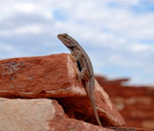 Preview wallpaper gecko, lizard, reptile, rocks