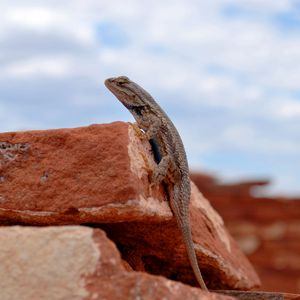 Preview wallpaper gecko, lizard, reptile, rocks